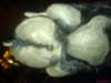 dsc00049_small.jpg