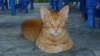 photo251_small.jpg