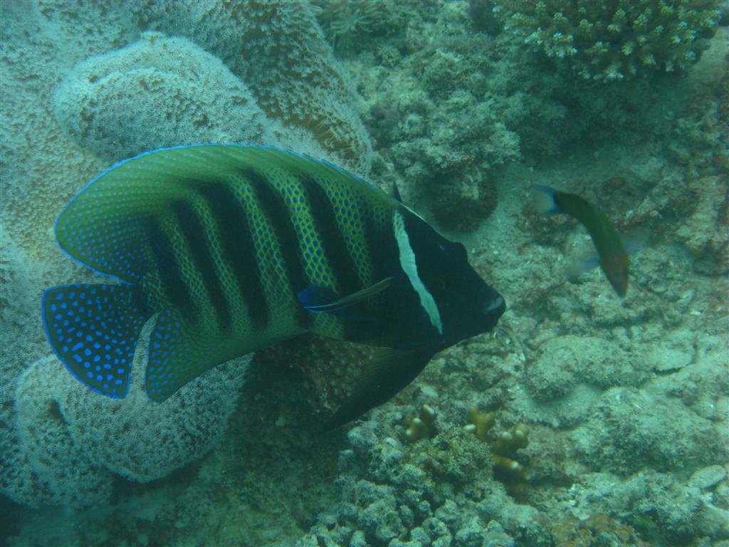 billed115.jpg