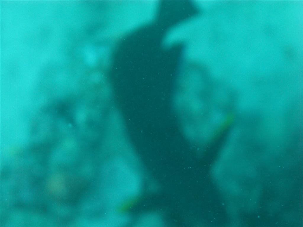 billed120.jpg