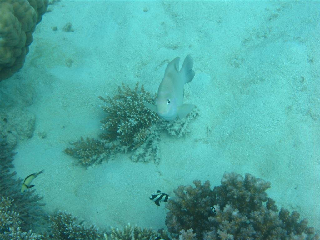 billed158.jpg