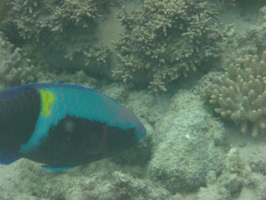 billed175.jpg