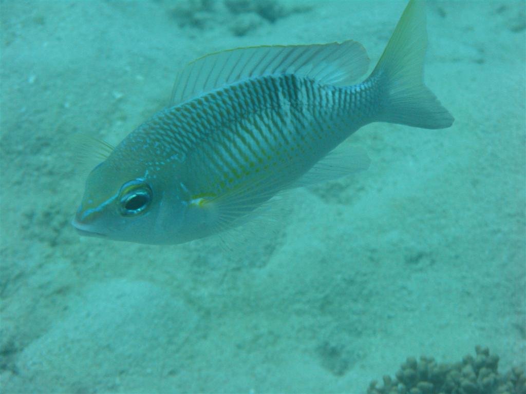 billed178.jpg