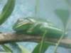 p7090116_small.jpg