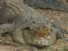 p7090158_small.jpg