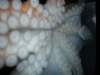 p7280265_small.jpg