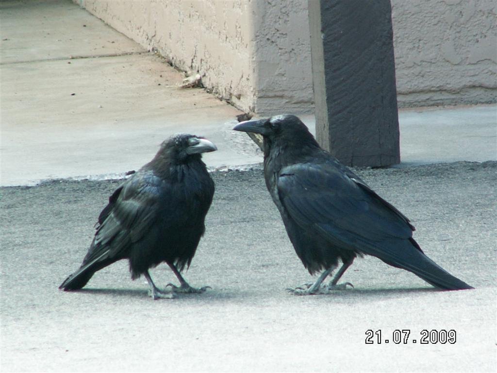 pict0010.jpg