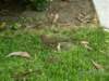 pict0593_small.jpg